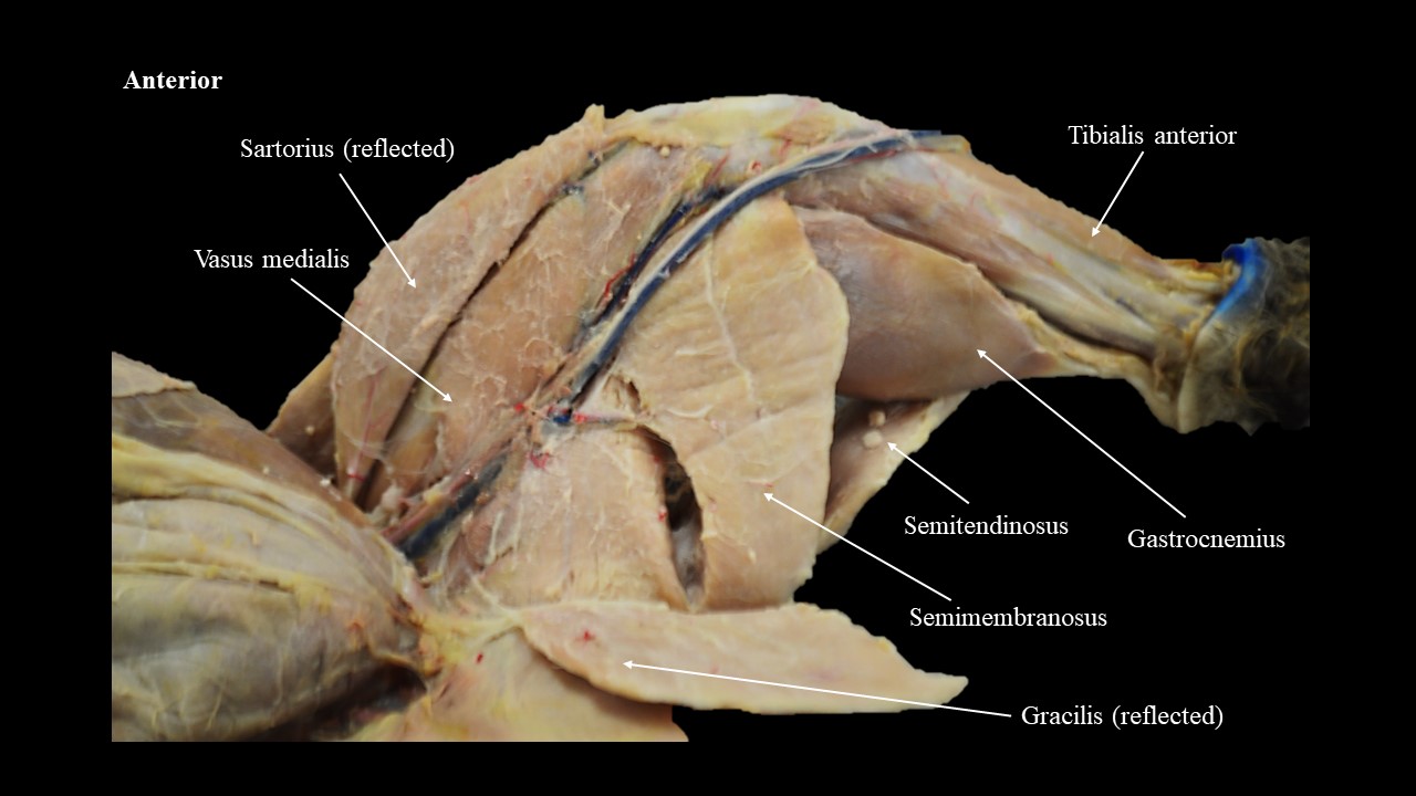 Vista ventral de los músculos de las patas traseras del gato, gracilis reflejada.