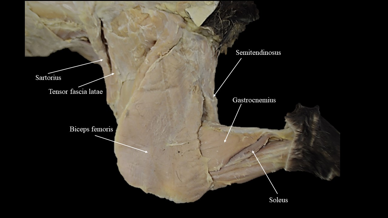 Vista dorsal de la musculatura superficial del miembro trasero del gato.