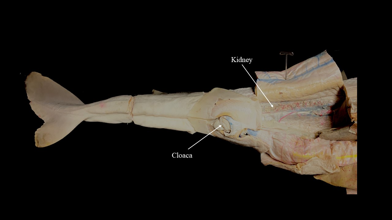 Vista ventral de los órganos urogenitales internos y externos del tiburón Cazón hembra, órganos digestivos retirados.