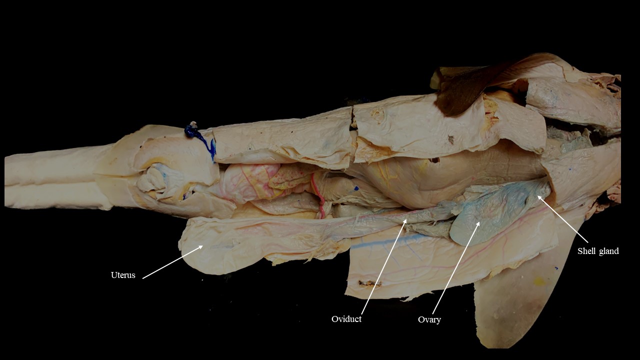 Vista ventral de los órganos urogenitales internos del tiburón Cazón hembra.