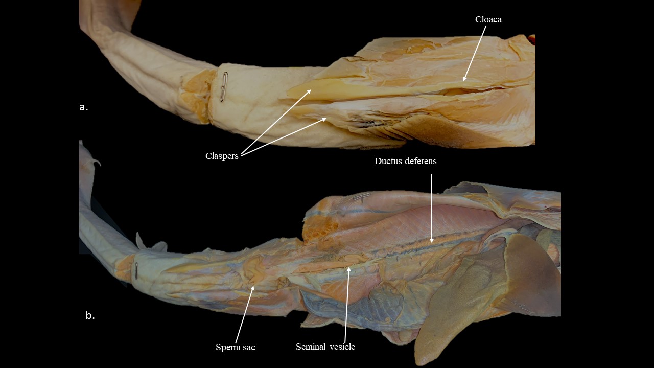 A) Vista ventral de los órganos urogenitales externos masculinos del tiburón Cazón. B) Vista ventral de los órganos urogenitales internos del tiburón Cazón macho, órganos digestivos extirpados.