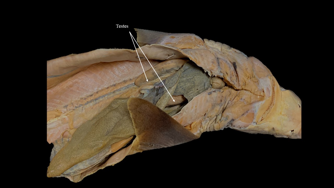 Vista ventral de testículos del tiburón cazón macho, órganos digestivos extirpados