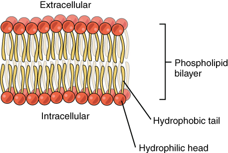 Phospholipid bilayer in a cell membrane, described in surrounding text.