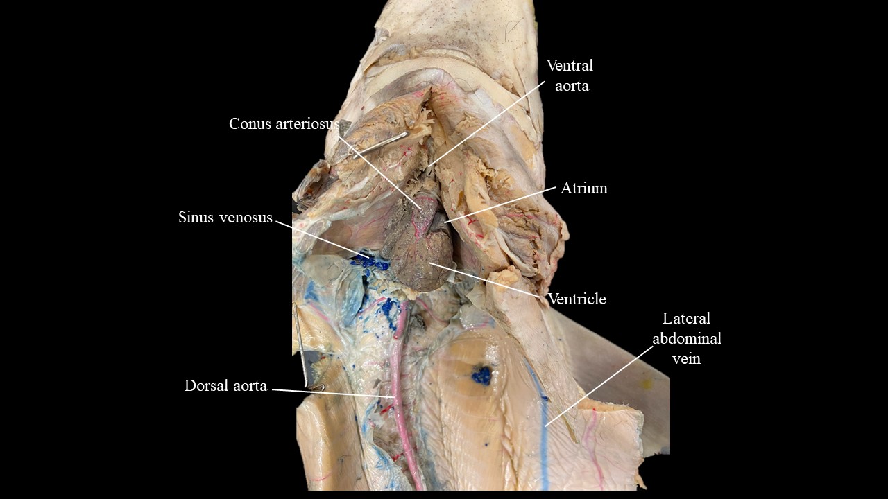 Vista ventral del corazón escualus y vasos mayores. órganos digestivos extirpados.