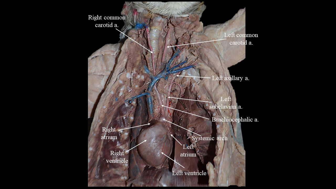 Ventral view of the arteries of the trunk of the cat.