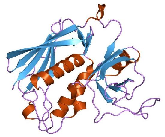PDB_1uns_EBI.jpg