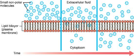 The process of diffusion through a phospholipid bilayer.