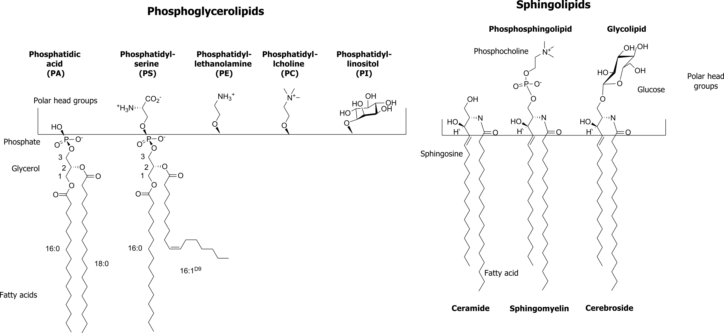 (a) Phosphoglycerolipids; Phosphatidic acid (PA) IUPAC ID: [(2R)-2-octadecanoyloxy-3-phosphonooxypropyl] octadecanoate. Phosphatidylserine (PS) IUPAC ID: (2S)-2-amino-3-[[(2R)-2,3-di(octadecanoyloxy)propoxy]-hydroxyphosphoryl]oxypropanoic acid. Phosphatidylethanolamine (PE). Phosphatidylcholine (PC). Phosphatidylinositol (PI). (b) Sphingolipids; Ceramide IUPAC ID: N-[(E,2S,3R)-1,3-dihydroxyoctadec-4-en-2-yl]butanamide. Sphingomyelin IUPAC ID: [(E,2S,3R)-2-(docosanoylamino)-3-hydroxyoctadec-4-enyl] 2-(trimethylazaniumyl)ethyl phosphate and is a phosphosphingolipid. Cerebroside IUPAC ID: (2R)-2-hydroxy-N-[(2S,3R,4E,8E)-3-hydroxy-9-methyl-1-[(2R,3R,4S,5S,6R)-3,4,5-trihydroxy-6-(hydroxymethyl)oxan-2-yl]oxypentadeca-4,8-dien-2-yl]octadecanamide and is a glycolipid.