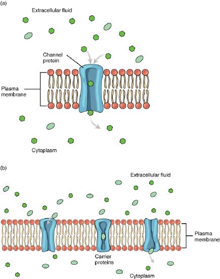 Steps in facilitated diffusion, described in the caption.