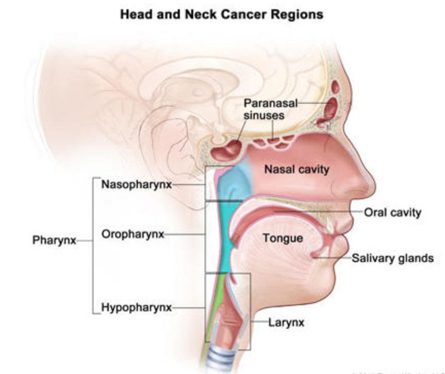 6: Clinical Practice Guidelines for Head and Neck Cancers