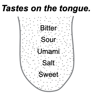 tongue.png