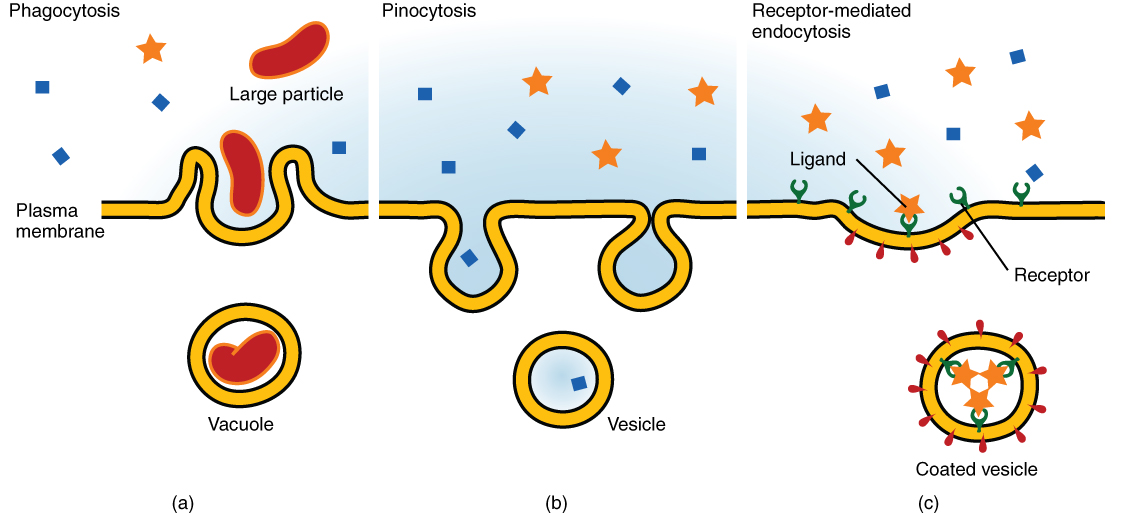 Graphics showing three types of endocytosis, which are described in the caption.