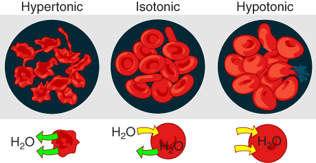 Red blood cells in solutions with different ionic concentrations: hypertonic, isotonic, hypotonic.