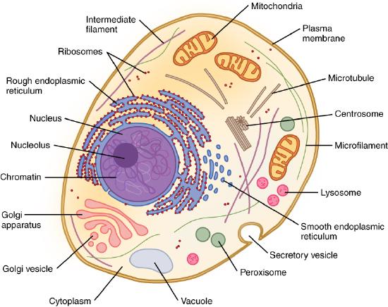 Prototypical human cell with all intracellular structures