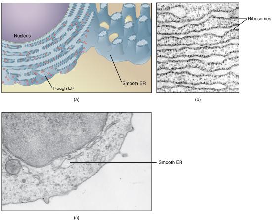 Drawing and micrographs of the rough endoplasmic reticulum