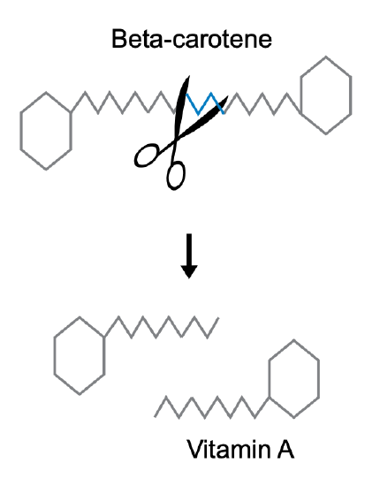 beta carotene.png