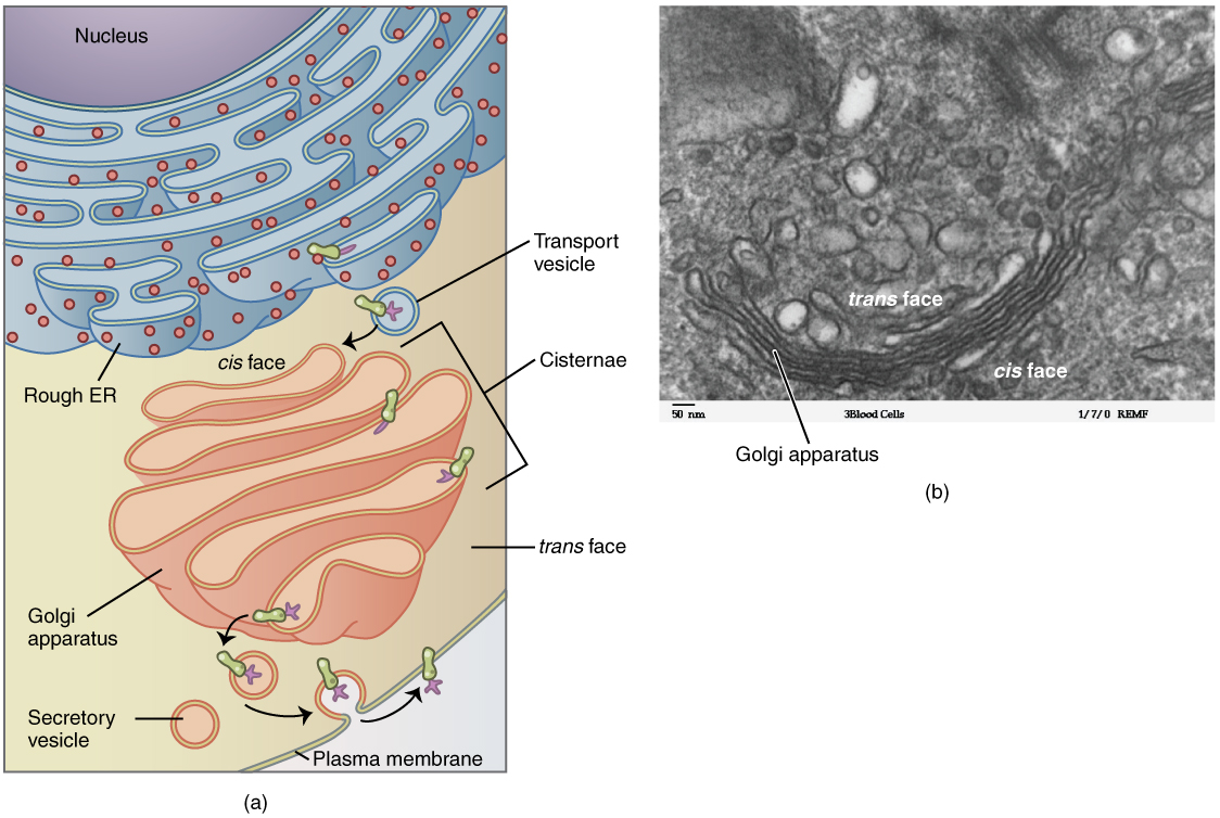 Drawing and micrograph of the golgi apparatus.
