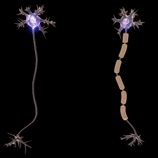 Animation of a slow nerve impulse transmission due to lack of myelination compared to a faster nerve impulse transmission in myelinated neurons (right). Myelin is a mixture of proteins and phospholipids that insulates nerves. The myelin coating is ~70% lipids.