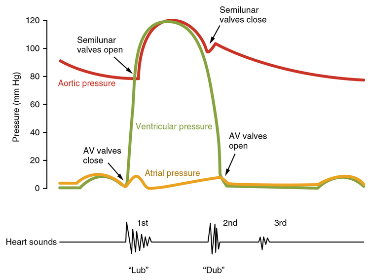 Graphical representation of time throughout a single cardiac cycle versus pressure in the atria and ventricles. The timing of the heart sounds upon valve closure are also shown along the time axis.