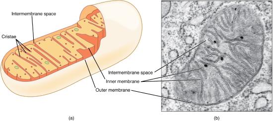 Drawing and micrograph of a mitochondrion