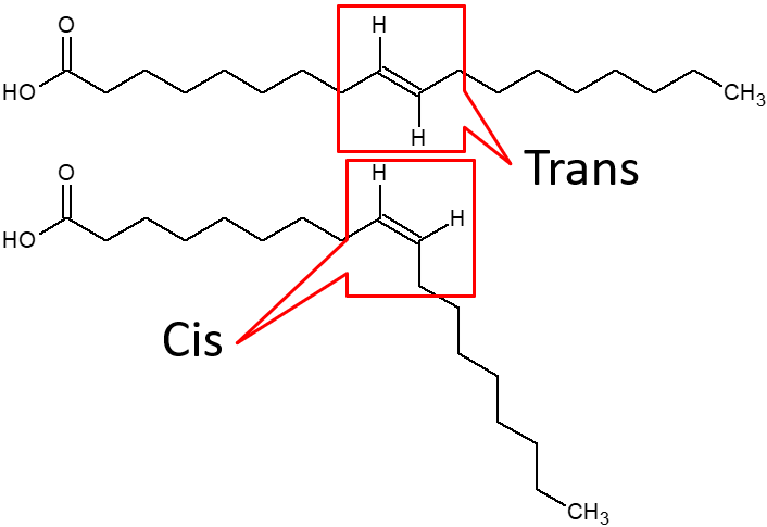 Cis and trans bonds in fatty acids.