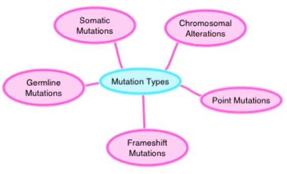 MutationTypes.PNG