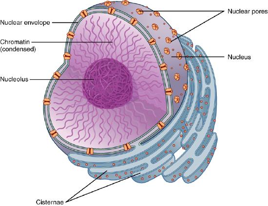 A cut section of the cell, showing the nucleus with chromatin network 