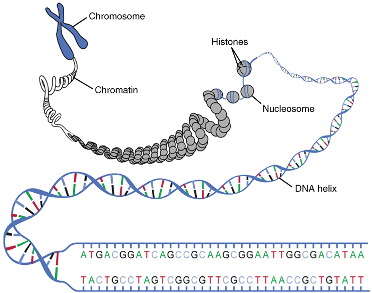 DNA katika aina kadhaa: chromosome, chromatin, helix mbili, jozi za msingi