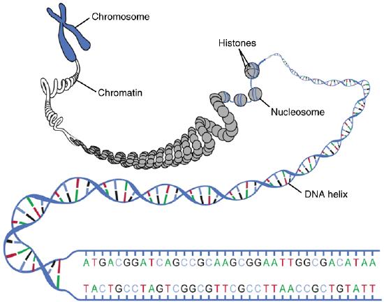 DNA in several forms: chromosome, chromatin, double helix, base pairs