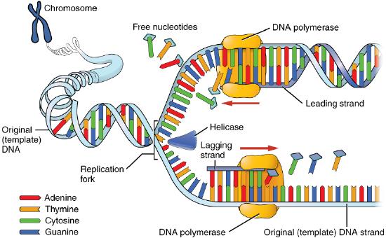 DNA replication and RNA polymerase