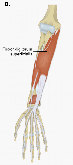 9.6: Appendicular Muscles of the Pectoral Girdle and Upper Limbs ...