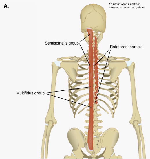 Semispinalis Multifidus And Rotatores