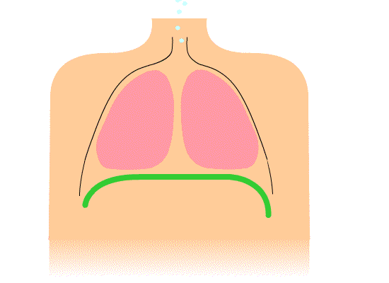 Diaphragmatic_breathing animation. Animation showing contraction of diaphragm which increases thoracic cavity and air being drawn in.