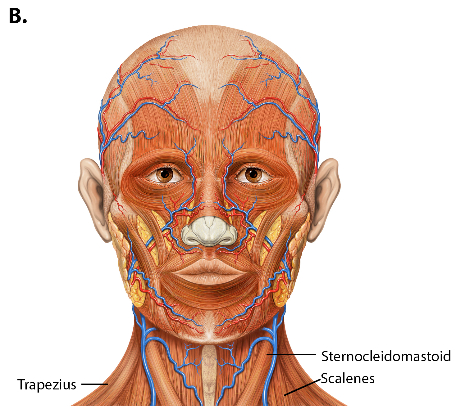 9.4: Axial Muscles of the Head, Neck, and Back - Medicine LibreTexts