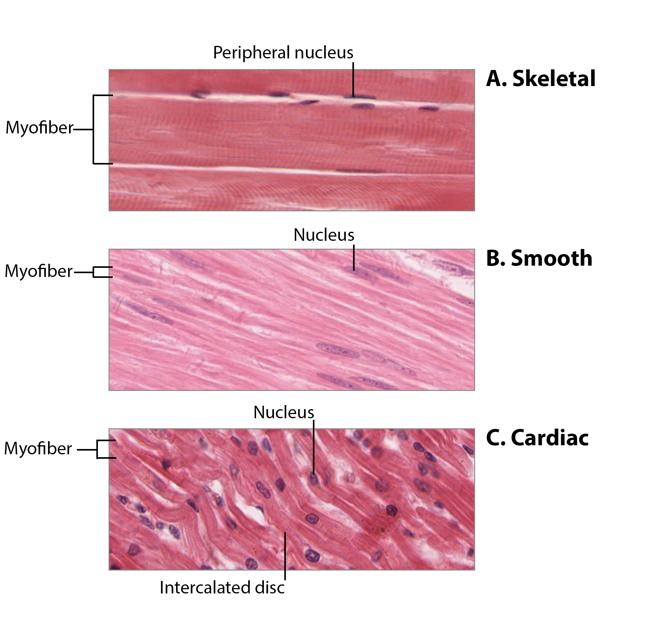 Chart Comparing Muscle Types Muscular Tissue Types