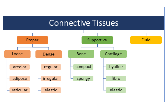 Connective_Tissue_Categories_Chart