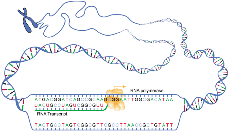 Transcription and RNA polymerase