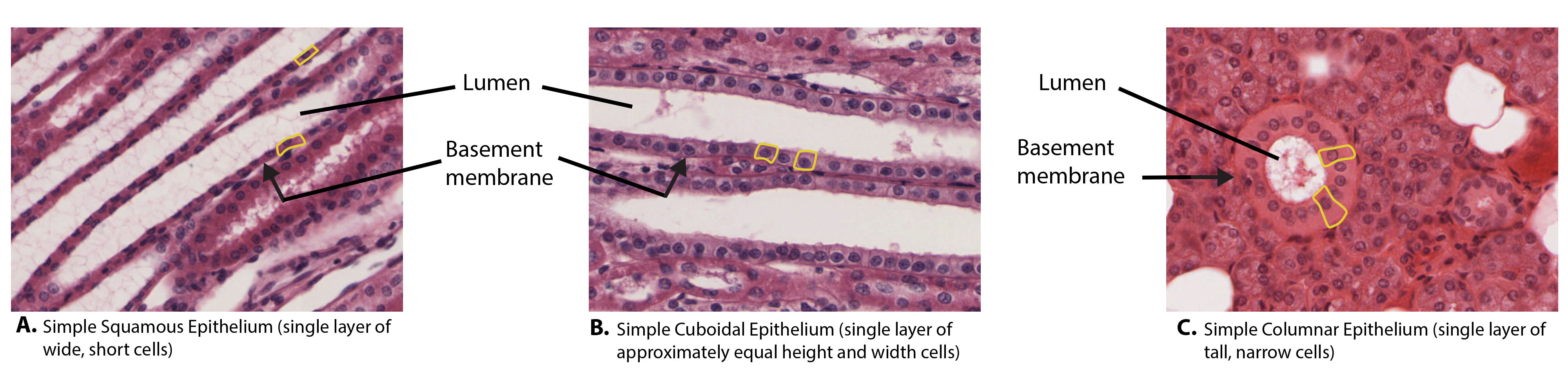 Histology_Simple_Epithelia_400x.png