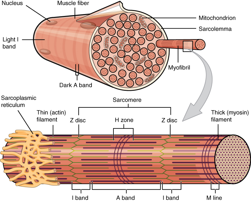 Microscopic view of muscle fiber organization