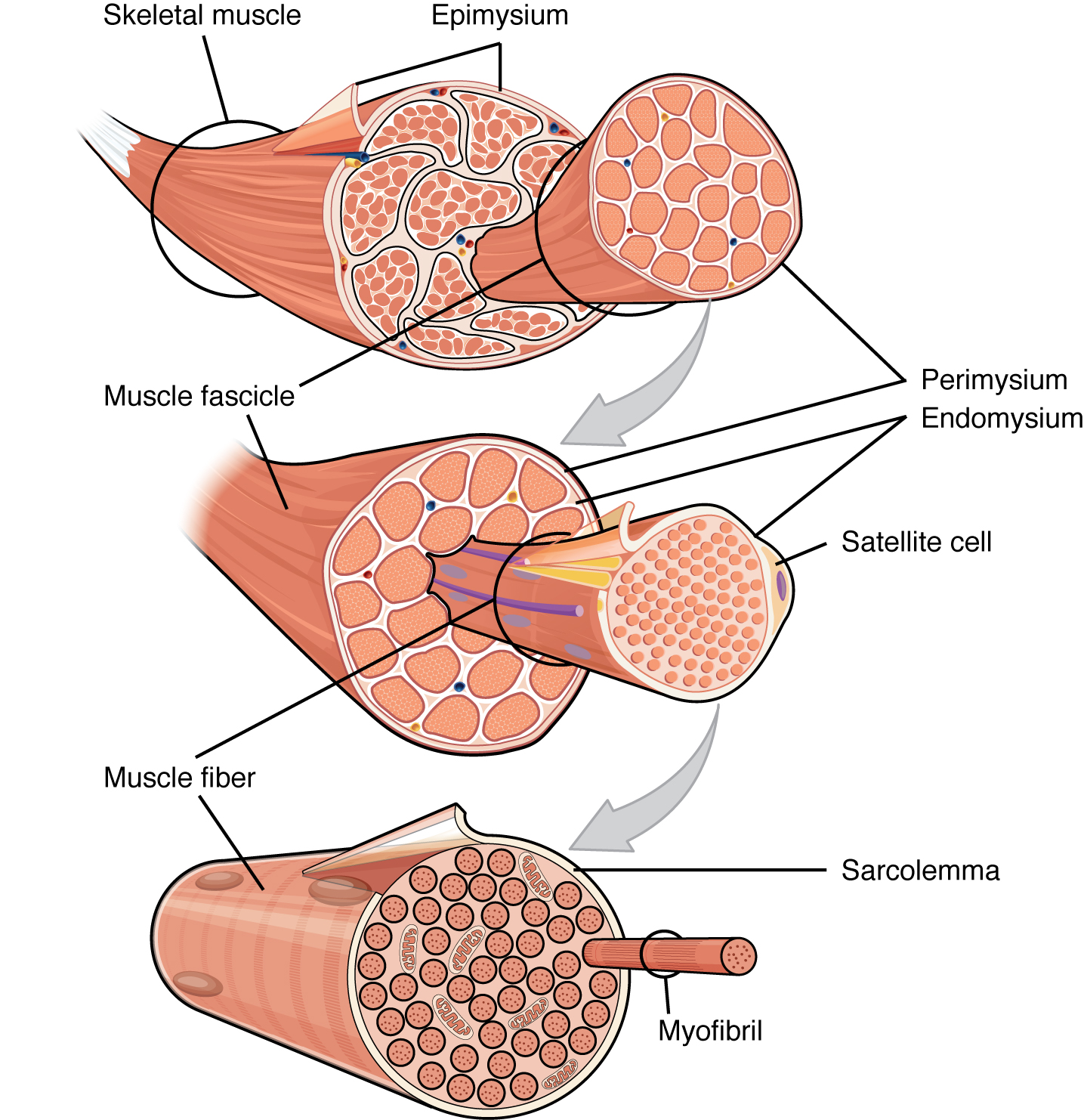 Three levels of skeletal muscle arrangement