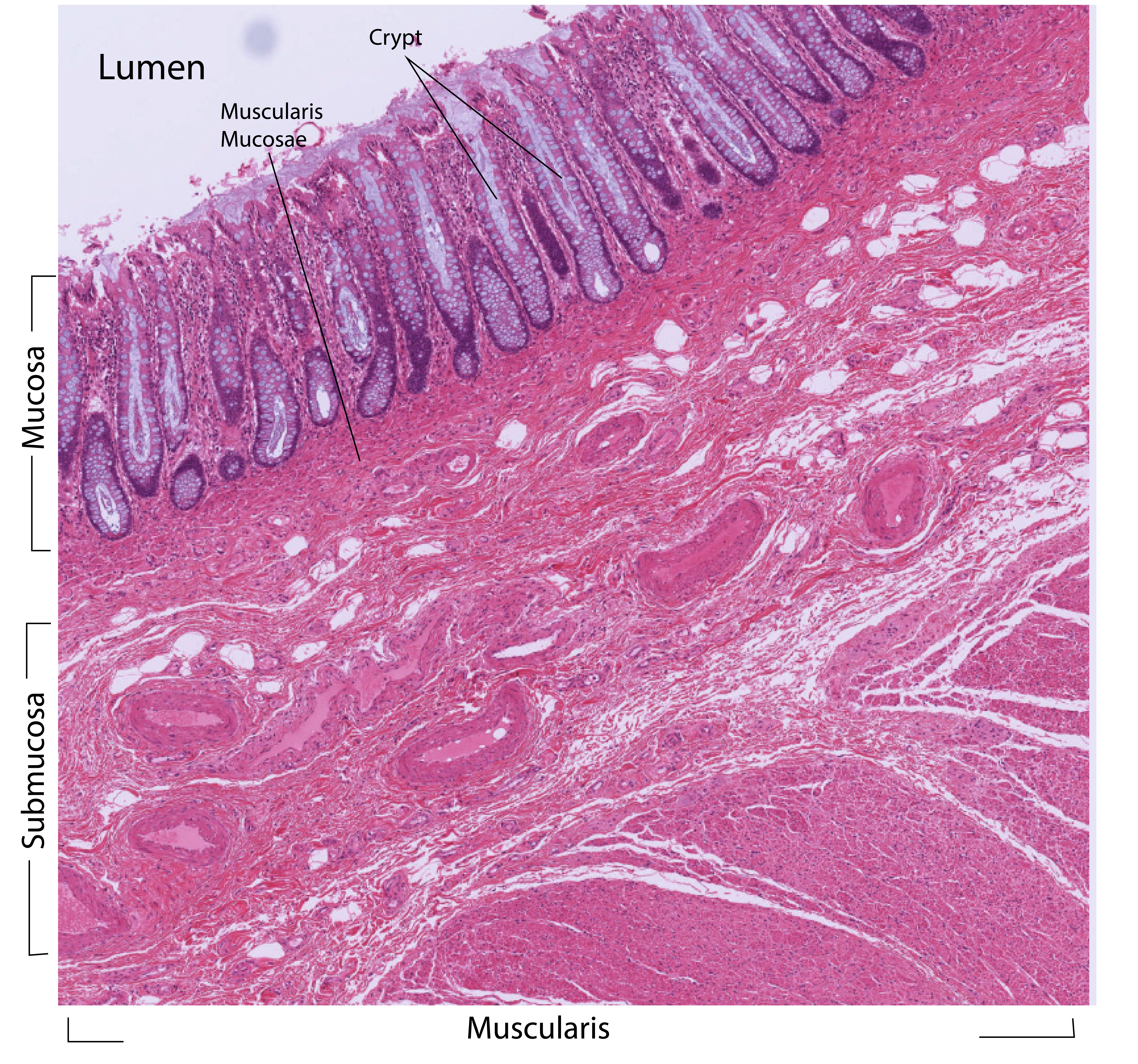 Large Intestine Histology Labeled large-intestine-histology-labeled