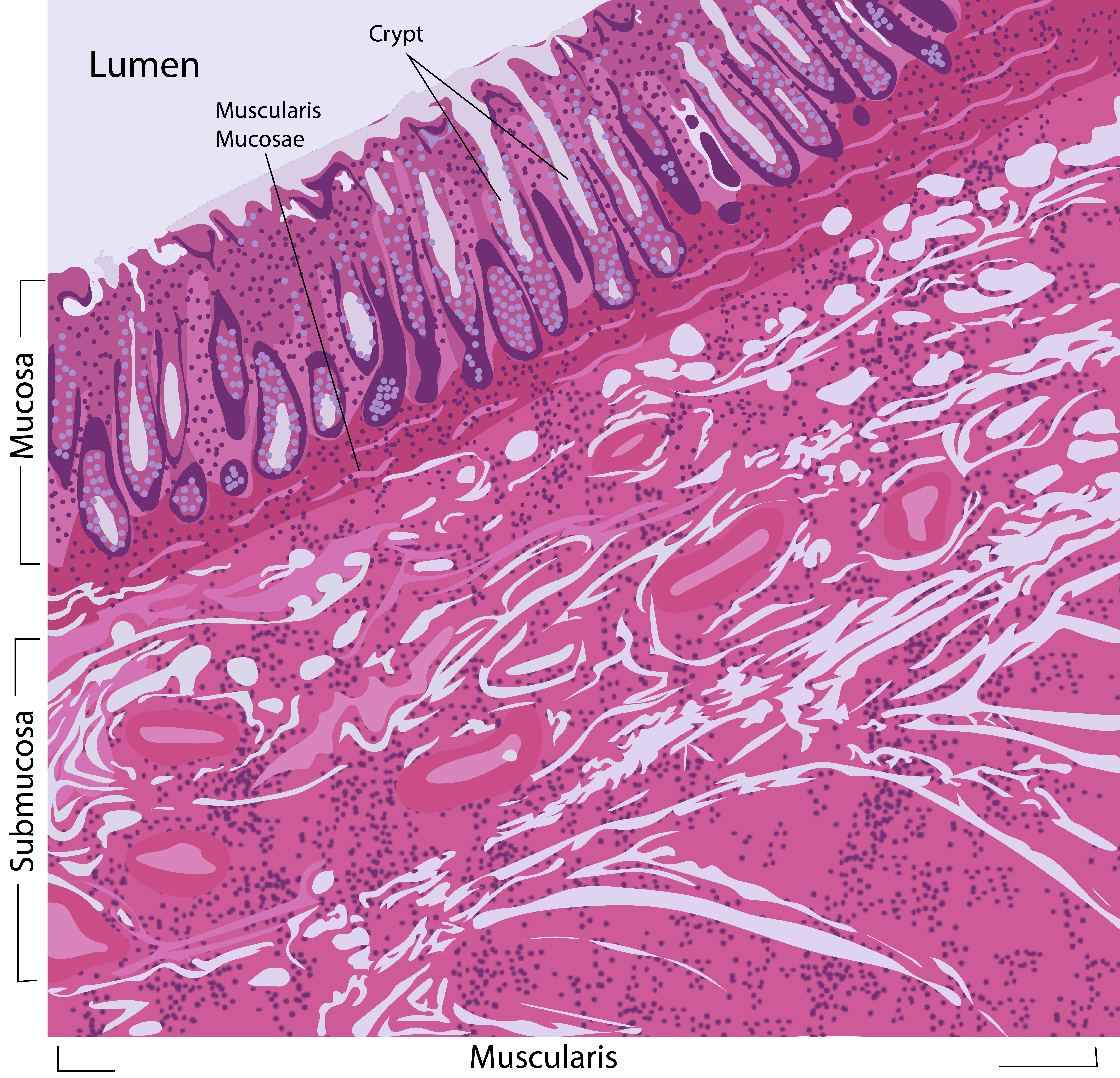Illustration of large intestine