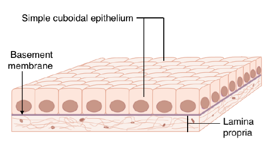 Epithelial_Tissue_Structures.png
