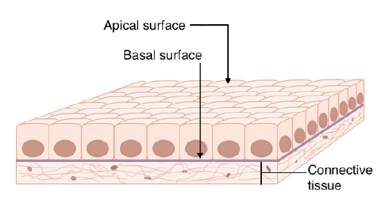 Apical And Basal Surfaces