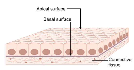 Epithelial_Tissue_Structures_Apical_Basal_ConnectiveTissue.png