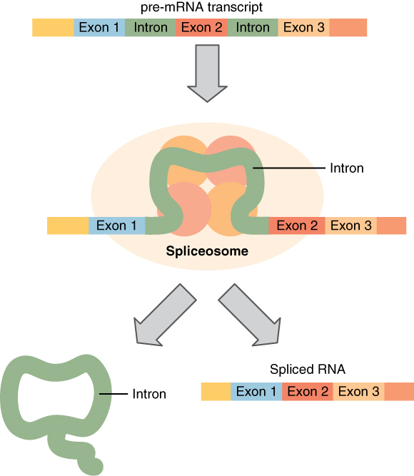 Splicing introns and exons