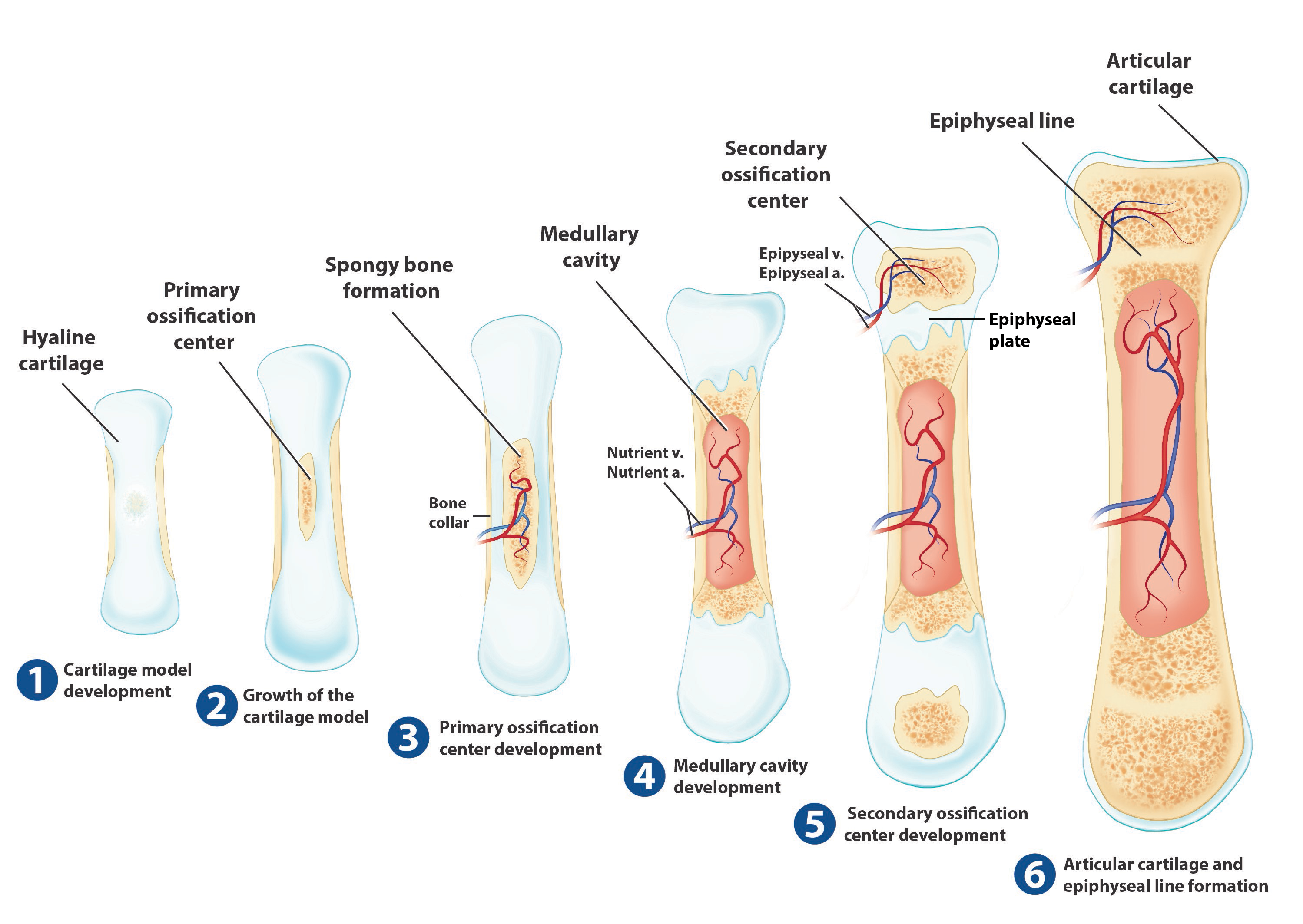 5.4: Bone Formation and Development -كيف تختلف طريقة نمو قبة الجمجمة عن قاعدة الجمجمة؟