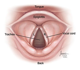 15424-healthy-vocal-cords-4.jpg