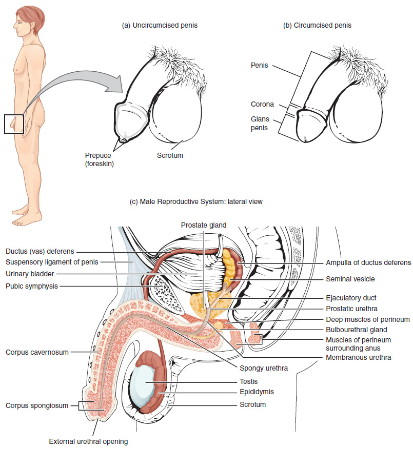 This figure shows the different organs in the male reproductive system. The top panel shows the side view of a man and an uncircumcised and a circumcised penis. The bottom panel shows the lateral view of the male reproductive system and the major parts are labeled
