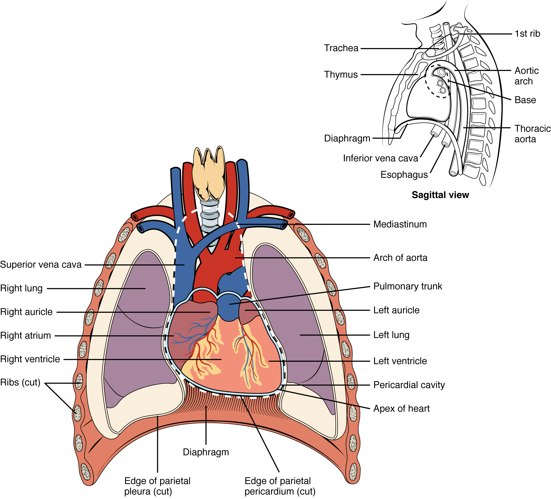 This diagram shows the location of the heart in the thorax (sagittal and anterior views). The sagittal view labels read (from top, clockwise): first rib, aortic arch, thoracic arch, esophagus, inferior vena cava, diaphragm, thymus, trachea. The anterior view labels read (from top, clockwise): mediastinum, arch of aorta, pulmonary trunk, left auricle, left lung, left ventricle, pericardial cavity, apex of heart, edge of parietal pericardium, diaphragm, edge of parietal pleura, ribs, right ventricle, right atrium, right auricle, right lung, superior vena cava.